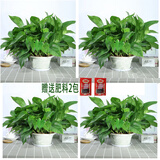 小冤家绿萝盆栽室内花卉绿植绿箩水养花卉盆景桌面办公客厅水培大叶绿色 180#绿萝四盆装+2包肥料