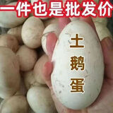华旺【破损包赔】新鲜生鹅蛋正宗农家散养土鹅营养批发整箱鹅70-90克 山林自养6枚鹅蛋