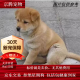 麦基乐 中华田园犬家养幼犬土狗小狗大黄狗纯黑小白狗体活体种狗 田园级 黄色田园犬 公母备注