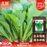 北蔬 小白菜种子苗夏秋阳台种速生青菜种籽 四季小白菜种子200g(大袋)