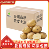 播州鲜现挖土豆新鲜蔬菜高山马铃薯黄皮黄心早餐土豆泥麻辣烫火锅食材 黄皮土豆2斤箱装 （净重）