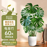 植男植女龟背竹客厅大盆栽大型绿植室内净化空气罗马盆源头直发