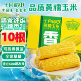 十月稻田 黄糯玉米4.4斤(220g*10根)  东北糯玉米 低脂礼盒 早餐杂粮