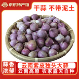玉燕妃云南正宗新鲜紫皮独头大蒜独蒜干蒜 农家露天自种助农生鲜蔬菜 1.8-2.5cm紫皮独蒜干蒜 2斤
