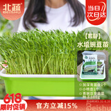 北蔬 水培蔬菜豌豆种子芽苗菜育苗盘种植盒套装 加深盘水培豌豆苗套餐