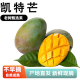 四川当季时令凯特芒果新鲜现摘水果芒果【老树甄选】青皮凯特芒果 5斤【单果400-500g】净重4.5斤 【新鲜时令水果】
