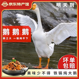 缘琳山大鹅生鲜整只农家散养仔鹅新鲜现杀生鹅肉冷冻鹅白条土鹅 净重6斤 【高性价比】土鹅5斤左右