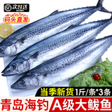 尚致 青岛大鲅鱼鲜活海捕冷冻海鱼马鲛鱼大鲅鱼马鲛鱼整条 海鲜水产 1斤3条【青岛鲅鱼】净重