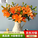 吉米鹿稀有橙色百合花鲜花【橙色10朵+送2朵】云南基地鲜切花束源头直发
