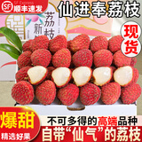 粤迎广东仙进奉荔枝【JD顺丰多地次日达】现摘现发纯甜水果现摘现发 A+级精选果【脆甜多汁】 5斤【分享装-较划算】净4.5斤