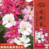 寿禾 格桑花种子种苗混色波斯菊花卉种籽 波斯菊种子(混色大花)1000粒