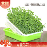 北蔬 育苗盘加深育苗盆水培芽苗菜盆种植盘豌豆发芽盆 带盖加深育苗盒