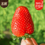 北蔬 红草莓种子种苗四季盆栽阳台室内庭院水果籽 奶油草莓种子1000粒