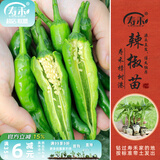 寿禾 蔬菜苗活苗带土发货大全菜苗种苗春夏各种秧苗山东寿光苗子阳台 寿禾樟树港辣椒苗 6棵