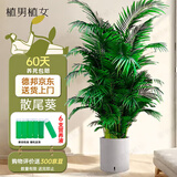 植男植女客厅绿色植物散尾葵大型绿植凤尾竹室内盆栽轻奢夏威夷竹源头直发