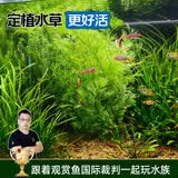 云峰海瑞水草活体懒人草鱼缸造景活体水草套餐鱼缸水草有茎类中后景真水草 【好养易活】水罗兰（5只一组）大小叶随机