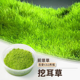 疯狂水草（FKSC）无菌杯鱼缸水草造景植物莫斯阴性草缸日本珍珠草鱼缸绿植真水草 挖耳草