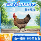 三德子好甄选壮年老母鸡 净重1.8-2.4斤 山地散养350天走地鸡肉生鲜月子鸡汤