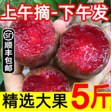 京逸顺丰现摘李子新鲜高山芙蓉李福建红心李应季三华李孕妇水果整箱 芙蓉李5斤 尝鲜小果【单果约20克起】
