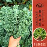 寿禾 各种蔬菜苗活苗带土发货大全菜苗大型苗场夏秋秧苗山东寿光种苗 绿羽衣甘蓝苗6棵