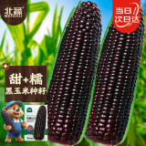 北蔬 黑甜糯玉米种子苗大棒可生食春季苞米种籽 昕糯9102玉米种子100g