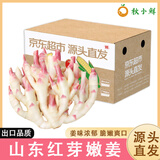 京地达 山东红芽嫩姜 仔姜新鲜生姜 净重1斤 源头直发 包邮