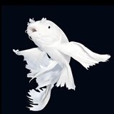 台湾纯种普身蝴蝶鲤观赏鱼冷水鱼大鳍大尾冷水鱼好养耐活包邮包活 贵妃白色5-8公分1条