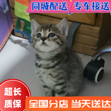 舒腾中华田园小猫咪活体田园猫宠物家养猫咪橘猫幼猫活体土猫狸花猫咪 田园级 狸花猫 母（幼猫两个月左右）