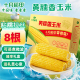 十月稻田 黄糯香玉米 3.52斤(220g*8根) 东北黏甜玉米棒 早餐 杂粮礼盒