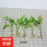 【绿萝盆栽带精致南瓜储水盆】吸甲醛净化空气水培绿植物花卉好养 绿萝裸根苗【5株】 整体含盆高度20-25cm