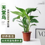 雅致40-50cm天堂鸟盆栽办公室桌面绿植室内好养花卉盆栽 原盆源头直发