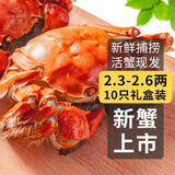 【活蟹】乾澄大闸蟹现货 2.3-2.6两 10只 鲜活六月黄螃蟹生鲜海鲜礼盒装源头直发