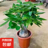 发财树盆栽大植物室内办公室桌面客厅小盆景招财树苗绿植花卉盆栽 大单杆发财树 11-14cm【原盆】 【送肥料】