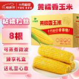 十月稻田 黄糯香玉米 3.52斤(220g*8根) 东北黏甜玉米棒 早餐 年货礼盒