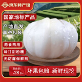 金城百合谷兰州百合甘肃特产生鲜百合新鲜现挖农家食用甜百合买菜 滋润蔬菜 半斤8个四头装250g （真空+保鲜箱）