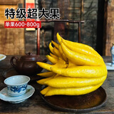 临雅佛手柑水养绿植物水培佛手瓜摆件室内盆栽插花超大果2颗源头直发