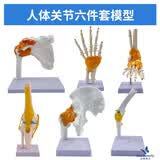 蓝蝶教学仿真人体关节骨骼模型 韧带手肘肩髋脚膝关节模型附韧带人体骨骼教学练习功能展示 六件套关节 六件套关节