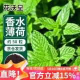 花沃里香水薄荷种子约50粒 蔬菜种子家庭盆栽花种子食用薄荷苗阳台庭院