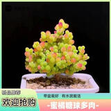 多肉组合盆栽阳台盆栽喜阳植物新手福利按图发货品种花卉好养 蜜桔糖球【4-6里米】塑料盆栽好