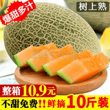 正宗哈密瓜5/9斤新鲜水果当季冰淇淋蜜瓜脆甜香瓜网纹非新疆包邮m 5斤整箱