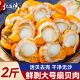 北海湾 鲜剥扇贝肉 新鲜扇贝生鲜北城红贝超大海鲜水产鲜活特大贝柱贝类 【大号60/80规格】净重1000g