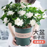 花竹恋杜鹃花四季开花盆栽花卉绿植阳台办公室红掌室内盆栽盆景大型绿植 栀子花 含盆栽好发货高度40厘米左右