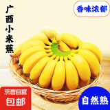 广西网红小米蕉青香蕉发货密封放熟吃新鲜水果皮薄肉厚 净重3斤青蕉发货