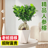 爱优尚老桩小叶人参金钱榕树盆景绿植室内四季常青好养客厅盆栽源头直发