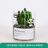 绿荫巷子多肉植物类绿植盆栽肉肉办公室内仙人掌球桌面带盆好养活小盆景 【万重山】高透玻璃杯土砂+hello熊猫