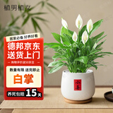 植男植女白掌盆栽花卉植物室内绿植好养净化空气源头直发