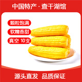 守望乡村（KEEP W-VILLAGE GO）新东北鲜嫩玉米 粘糯黏甜糯香真空玉米苞米 早餐粗粮小玉米 黄色小玉米10支（单支160-200g）