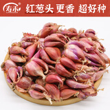 寿禾 四季红葱头小葱种子火葱头四川干皮秋冬季蔬菜莱疏菜阳台种种籽 红葱头 2斤 +2包50g有机肥
