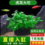 疯狂水草（FKSC）鱼缸水草真水草净化底部水草坨草水榕皇冠草趴地矮珍珠直接入缸 虎耳大坨