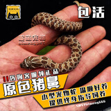 SMVP玉米蛇活物真蛇宠物蛇爬宠幼体翠青异宠白化蛇宠无毒黑王暴风雪盲 原色猪鼻 【苗】
